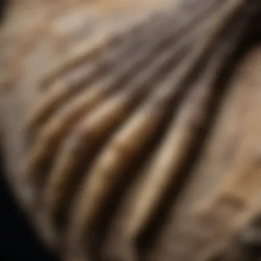 Close-up of the intricate details of a velociraptor claw fossil