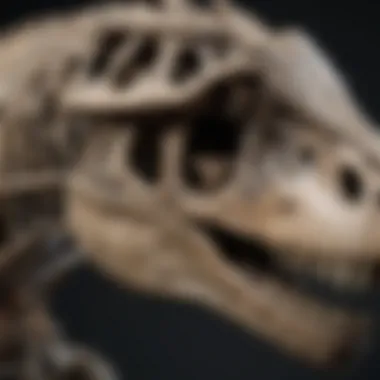 Comparison Between Original and Replica Allosaurus Skulls Comparison of an original Allosaurus skull with a replica