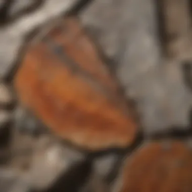 A cross-section of granite showcasing its unique geological formation.