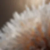 Close-up view of a selenite crystal with a soft glow