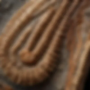 A close-up view of a crinoid fossil highlighting its unique patterns and textures.