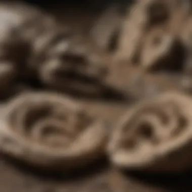 Authentic vs Replica Dinosaur Fossils A comparison between authentic and replica dinosaur fossils