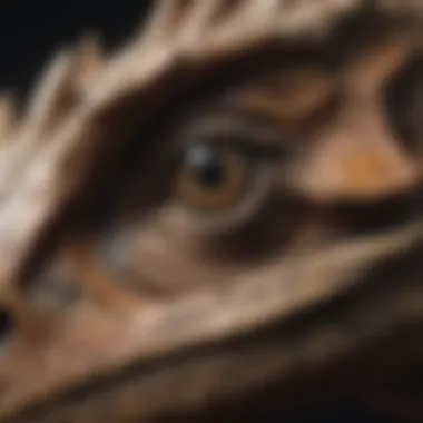 Intricate Features of a Dinosaur Fossil A close-up view of a dinosaur fossil highlighting its intricate features