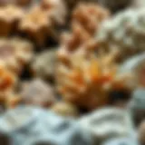 Diverse types of fossilized coral specimens showcasing intricate patterns and structures.