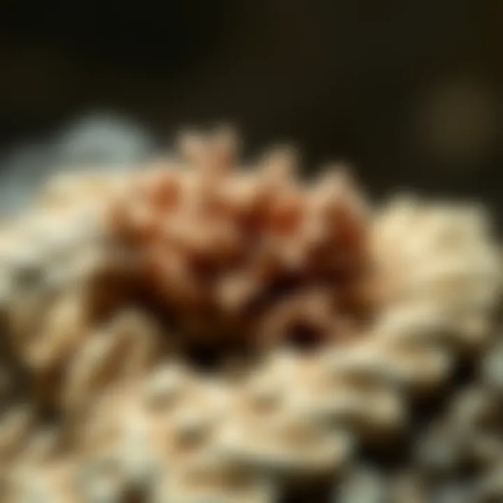 Fossilization of Coral Explained Illustration of the fossilization process of coral over millions of years.
