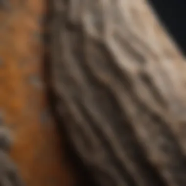 Close-up view of a fossilized dinosaur bone set against a textured background.