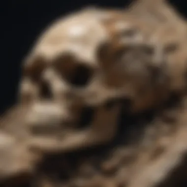 Detailed Fossil Specimen Detailed fossil specimen showcasing ancient life