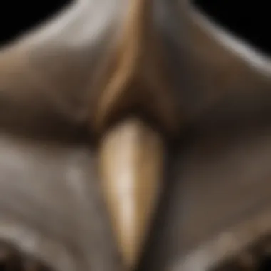 Intricate Detail of a Mega Shark Tooth Fossilized mega shark tooth showcasing intricate detail and size