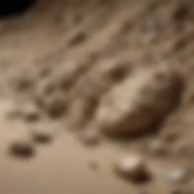 Sediment and Fossils Unveiled Close-up of sediment and fossils obtained through the sifting process.