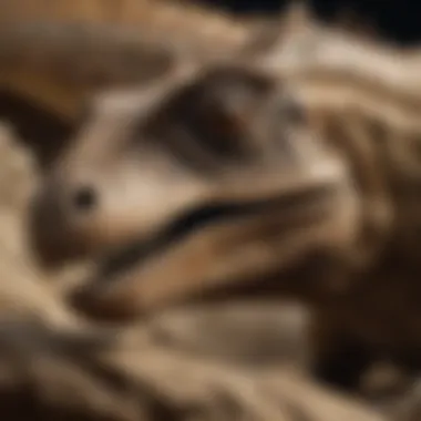 Detailed view of a Keichousaurus fossil highlighting its unique features