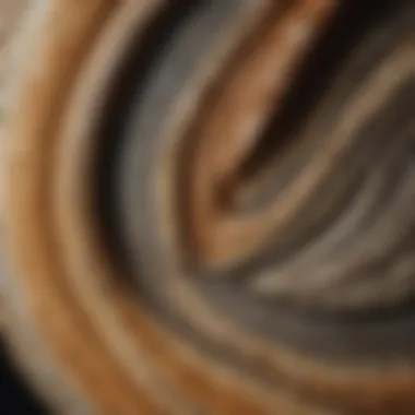 Close-up of a mammoth tooth fossil highlighting its unique texture.