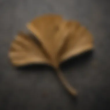 Ancient Ginkgo Fossil Specimen Ancient ginkgo fossil specimen showcasing intricate leaf patterns