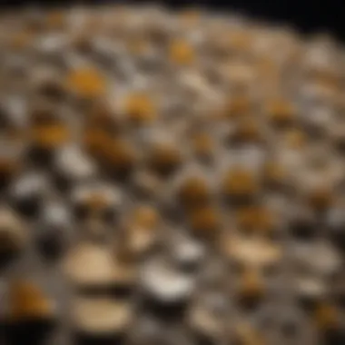Collection of Ginkgo Fossils A collection of ginkgo fossils displayed in a geological setting