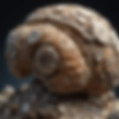 Microscopic Examination of Fossil Specimens Fossil specimens examined through a microscope