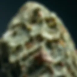 A close-up view of a greenish rock showcasing its unique textures and mineral composition