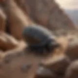 Detailed view of trilobite fossils embedded in rock