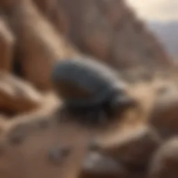 Detailed view of trilobite fossils embedded in rock