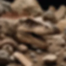 Detailed view of various dinosaur fossil kits showcasing their contents