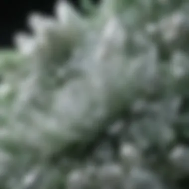 Exquisite White Crystals Collection Elegant arrangement of white crystals