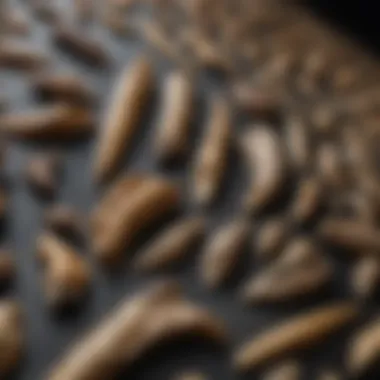 Artistic Display of Fossilized Raptor Claws A collection of various fossilized raptor claws displayed artistically
