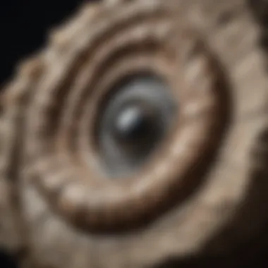 Close-Up of a Unique Fossil Specimen A close-up of a unique fossil specimen