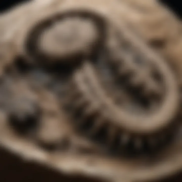 Detailed view of a fossil being delicately worked on