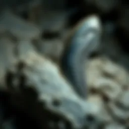 Fossilized megalodon tooth showcasing its size and serrated edges