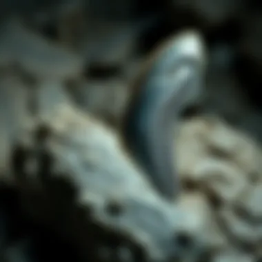 Megalodon Tooth Discovery Fossilized megalodon tooth showcasing its size and serrated edges