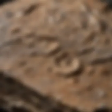 Close-up view of a Mamlambo fossil highlighting its unique texture and features