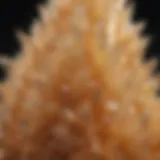 Close-up view of pineapple quartz showcasing its unique texture and crystalline structure