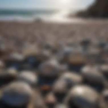 Glistening Petoskey stones on the shoreline
