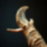 Detailed close-up of a raptor claw showcasing its curvature and sharpness