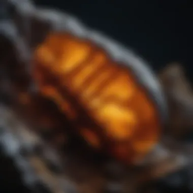 Revealing Characteristics of Amber Fossils Under UV Light Amber fossil under UV light revealing its characteristics