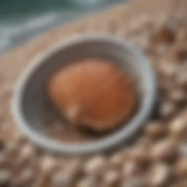 A detailed view of the Susick Sea Shell Sifter showcasing its unique design and construction materials.