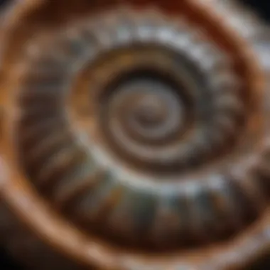 Close-up view of a polished ammonite fossil highlighting its unique spiral shape