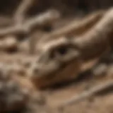 A close-up view of dinosaur bones embedded in sediment