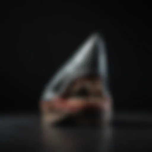 Rare megalodon tooth displayed on a dark backdrop