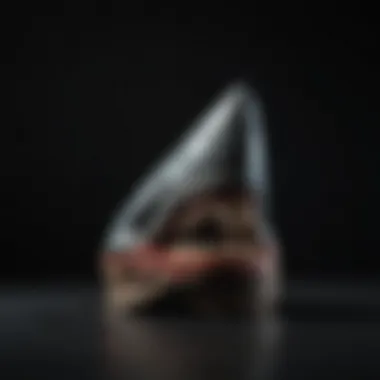 Rare Megalodon Tooth Display Rare megalodon tooth displayed on a dark backdrop