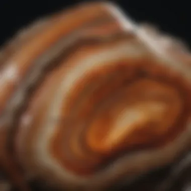 Close-up of polished petrified wood showcasing its luster