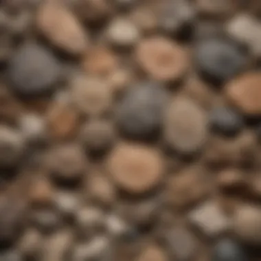 Diverse Fossil Collection A collection of diverse fossils displayed in a research setting