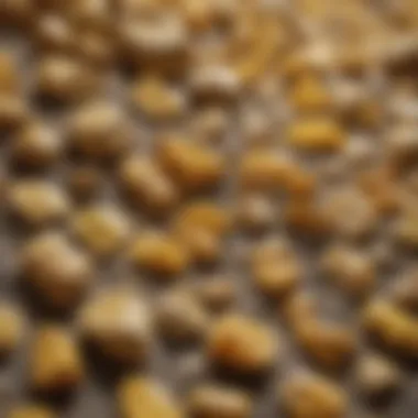 Showcase of Yellow Mineral Samples Detailed view of yellow mineral samples arranged on a display